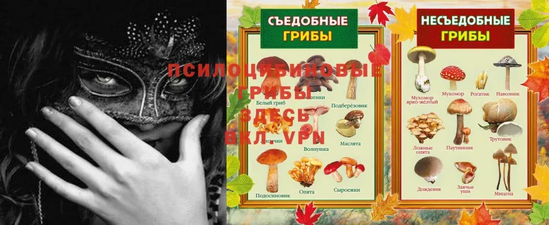 Галлюциногенные грибы Psilocybe  купить закладку  Соликамск 